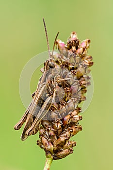 Common field grasshopper camouflaged on a dry meadow plant