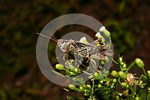 Common field grasshopper (Chorthippus brunneus) photo