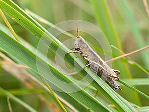 Common field grasshopper (Chorthippus brunneus)