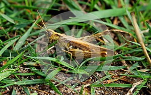 Common field grasshopper Chorthippus brunneus