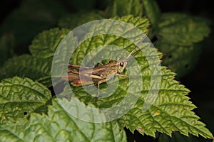 Common field grasshopper (Chorthippus brunneus)