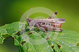 Common Field Grasshopper - Chorthippus brunneus, basking on a leaf. photo