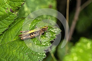 Common field grasshopper Chorthippus brunneus photo