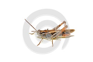 Chorthippus brunneus common field grasshopper photo