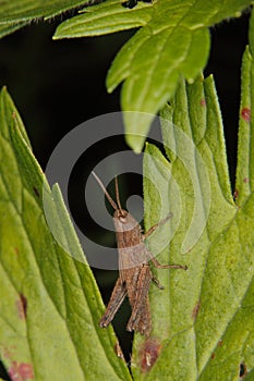 Common field grasshopper (Chorthippus brunneus) photo