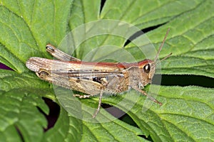 Common field grasshopper Chorthippus brunneus on a leaf. photo