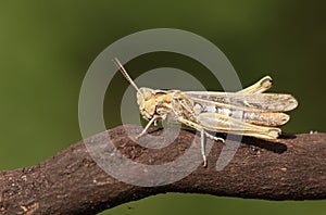 A Common Field Grasshopper, Chorthippus brunneus, perching on a twig.