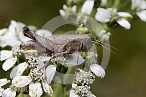 Common Field Grasshopper - Chorthippus brunneus - on White Crownbeard Wildflower photo