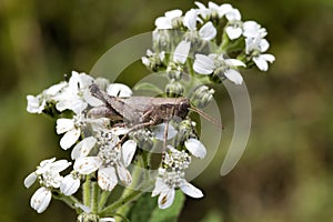 Common Field Grasshopper - Chorthippus brunneus - on White Crownbeard Wildflower photo