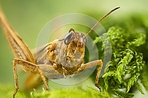 Common Field Grasshopper, Field Grasshopper, Grasshopper, Chorthippus brunneus photo
