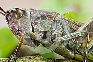 Common Field Grasshopper, Field Grasshopper, Grasshopper, Chorthippus brunneus photo