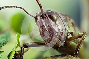 Common Field Grasshopper, Field Grasshopper, Grasshopper, Chorthippus brunneus