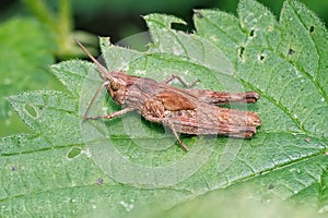 Common Field Grasshopper nymph - Chorthippus brunneus, at rest. photo