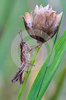 Common field grasshopper resting on a flower stem