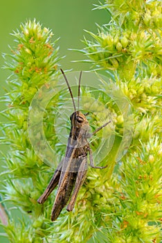 Common field grasshopper resting on a meadow plant