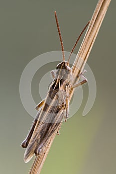 Common field grasshopper sitting motionless on a dry stalk of grass.