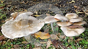 Common field mushrooms