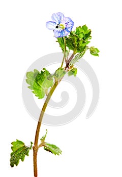 Common field-speedwell or  birdeye speedwell Veronica persica isolated on white background