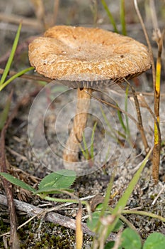 Common Fieldcap - Agrocybe pediades