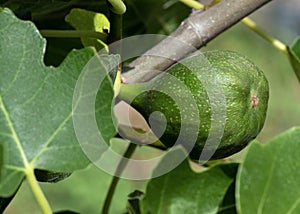 common fig