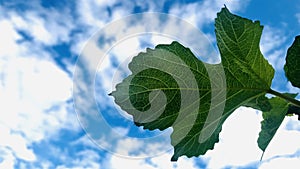 Common fig with blue sky and white clouds.