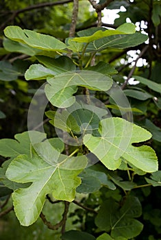 Common fig. ficus carica