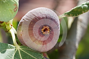 Common Fig (Ficus carica)