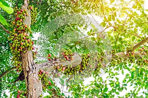 Common fig Ficus carica green and red fruits on ficus subpisocarpa tree in outdoor. Fruit on ficus subpisocarpa also known as