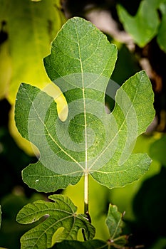 A Common Fig Leaf