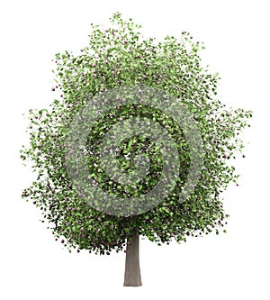 Common fig tree with figs isolated on white