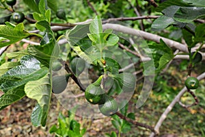 Common fig tree with fruit in a royal park in London city, England United Kingdom
