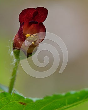 Common figwort (Scrophularia nodosa) photo