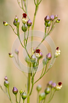 Common Figwort - Scrophularia nodosa, British wildflower. photo