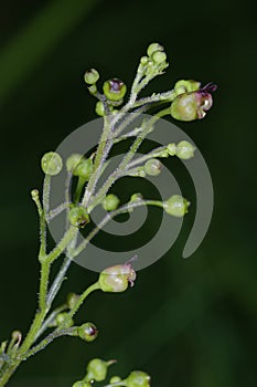 Common Figwort photo