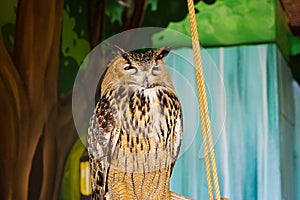 Common Filin is a bird of prey from the family of owl in captivity.