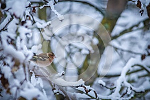 Common finch bird on the banch in winter