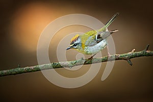 The common firecrest also known as the firecrest