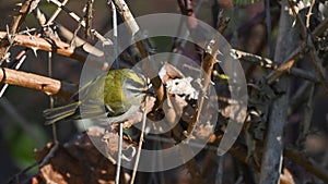 Common firecrest, bird perched among the branches of brambles in the woods