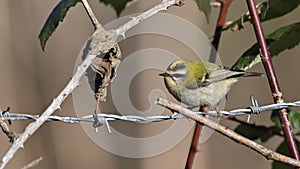 Common firecrest, bird perched among the branches of brambles in the woods