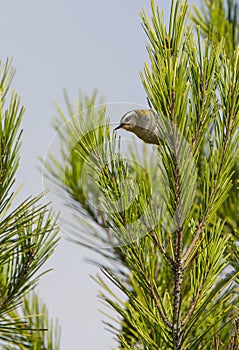 Common Firecrest bird on Pine-tree