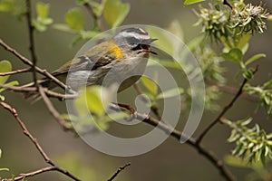 Common firecrest bird singing