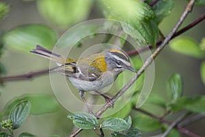Common firecrest perched on a branch
