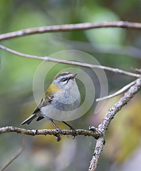 Common firecrest perched on a branch