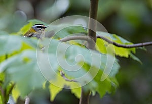 Common firecrest perched on a branch