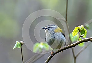 Common firecrest perched on a branch