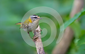 Common firecrest perched at some dry perch