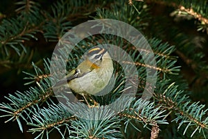 Common firecrest Regulus ignicapilla