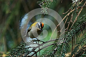 Common firecrest, Regulus ignicapilla, with a raised colorful crest in boreal forest.