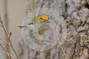 Common Firecrest on a branch - Regulus ignicapilla - PyrÃÂ©nÃÂ©es-Orientales, France photo