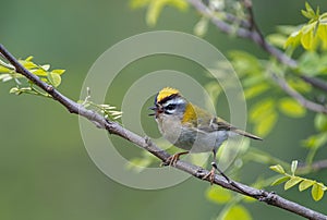 Common firecrest singing on a branch